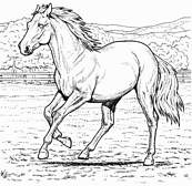 coloriage cheval qui court